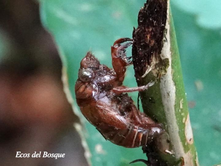 Quesada gigas (Chicharra gigante)
