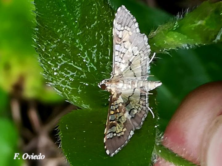 Samea multiplicalis (Polilla de vitrales pequeños)