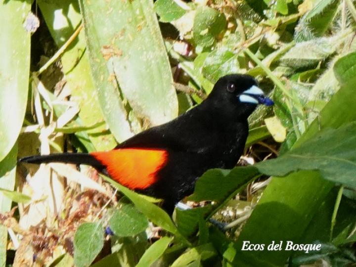 Ramphocelus passerinii en Coccocypselum hispidulum