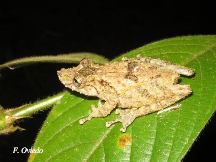 Scinax boulengeri (Rana nariguda de árbol)