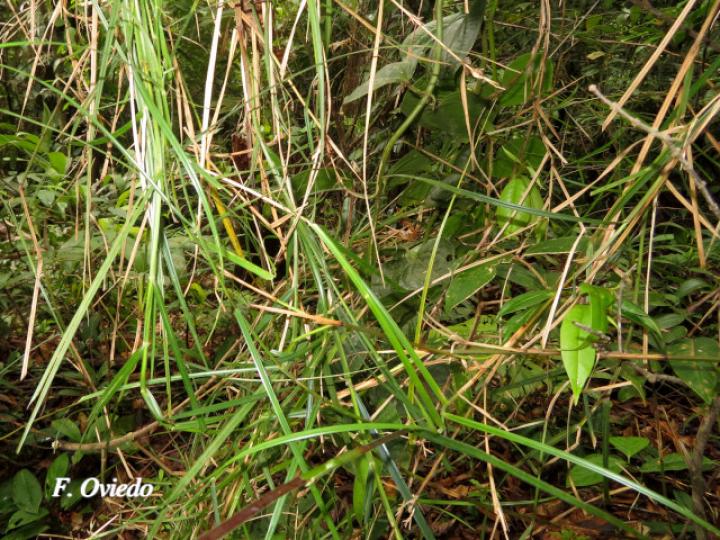 Scleria secans (Navajuela)