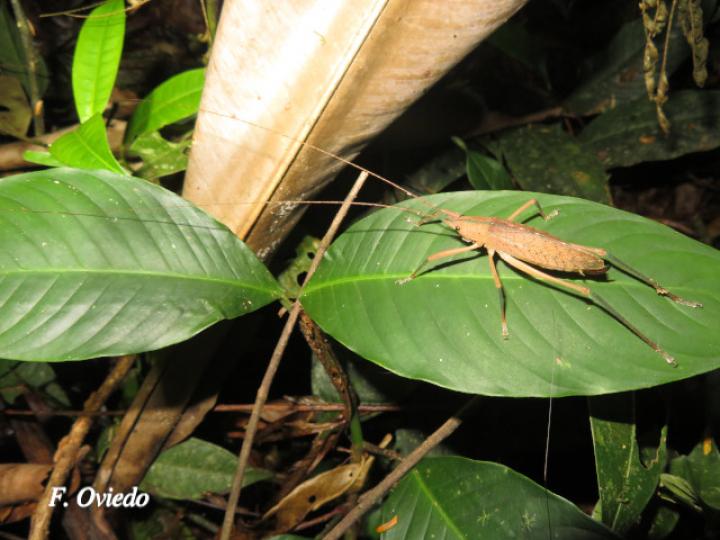 Scopiorinus impressopunctatus