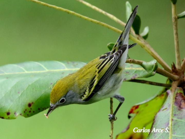 Setophaga pensylvanica (Reinita de costillas castañas)