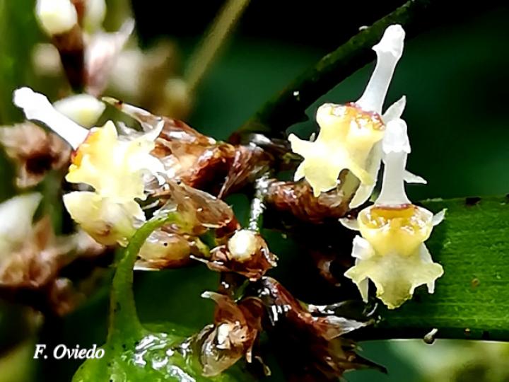 Sigmatostalix integrilabris