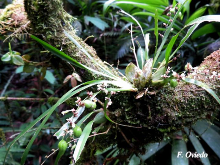 Sigmatostalix integrilabris