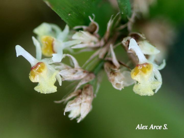 Sigmatostalix integrilabris