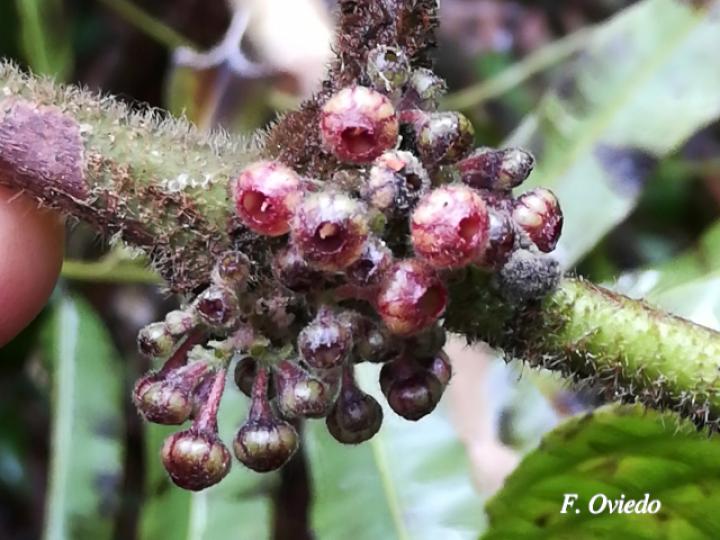 Siparuna grandiflora (Limoncillo)