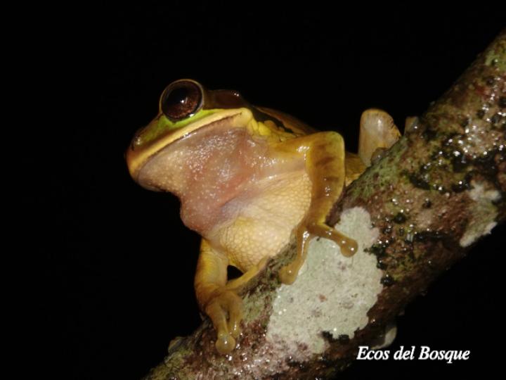 Smilisca phaeota (Rana arborícola enmascarada)