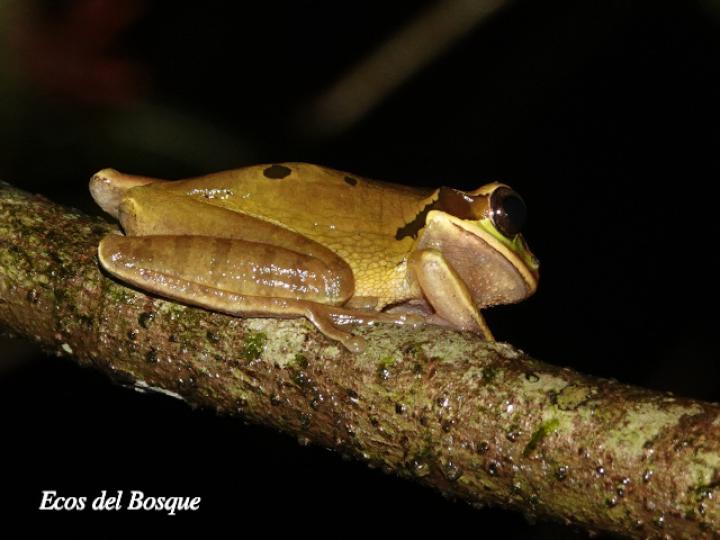 Smilisca phaeota (Rana arborícola enmascarada)