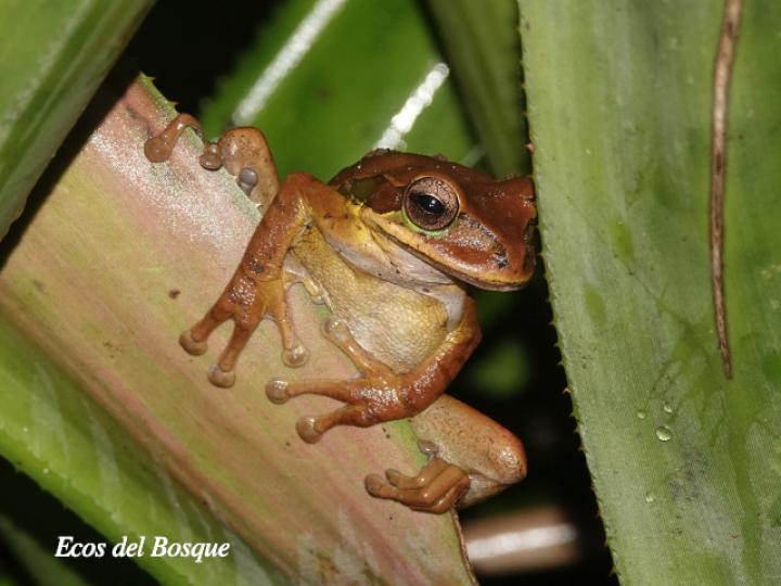 Smilisca phaeota (Rana arborícola enmascarada)