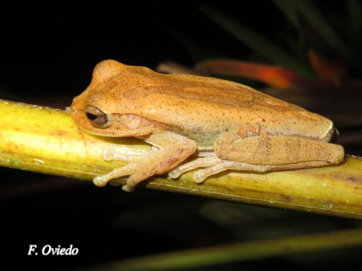 Smilisca sordida (Rana arborícola parda)