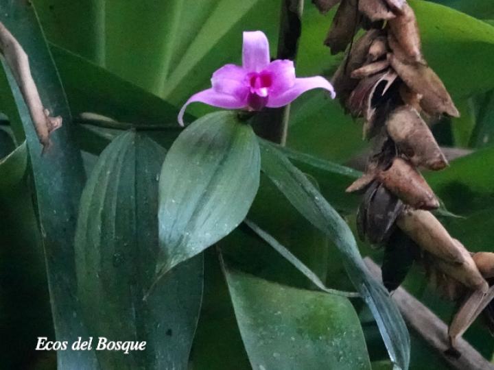 Sobralia decora