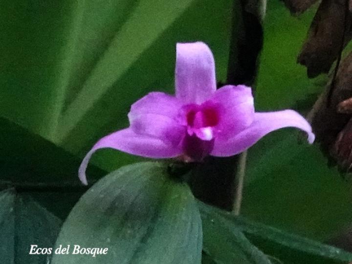 Sobralia decora
