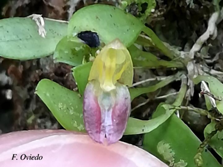 Specklinia mirifica