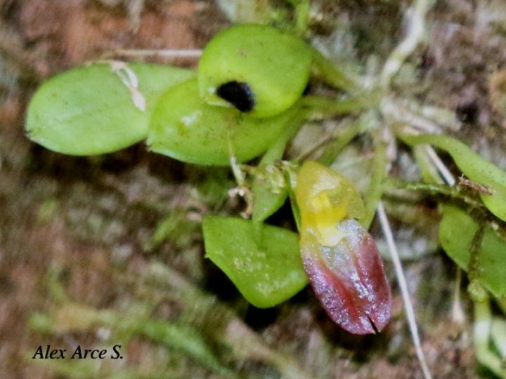 Specklinia mirifica