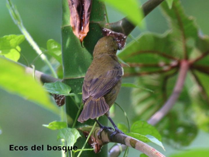 Sporophila funerea (Semillero pico grueso)