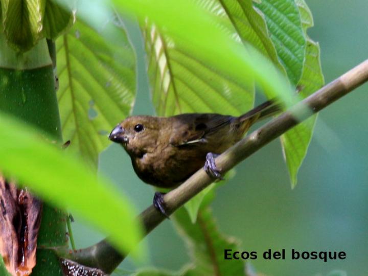 Sporophila funerea (Semillero pico grueso)