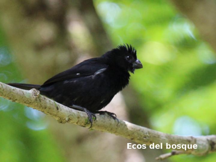 Sporophila funerea (Semillero pico grueso)