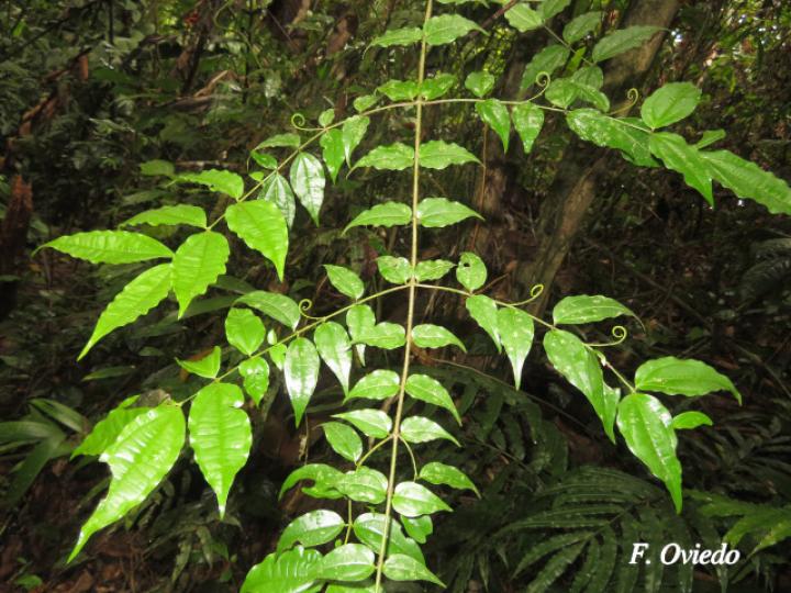 Strychnos panamensis (Huevos de toro)