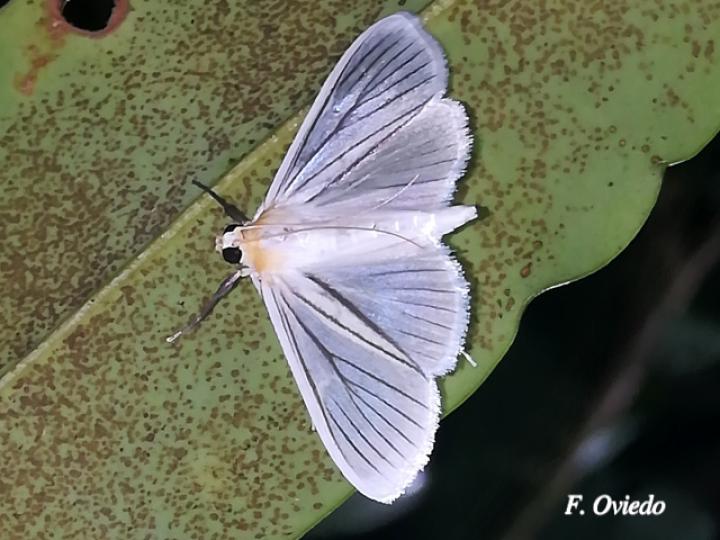 Syllepte striginervalis