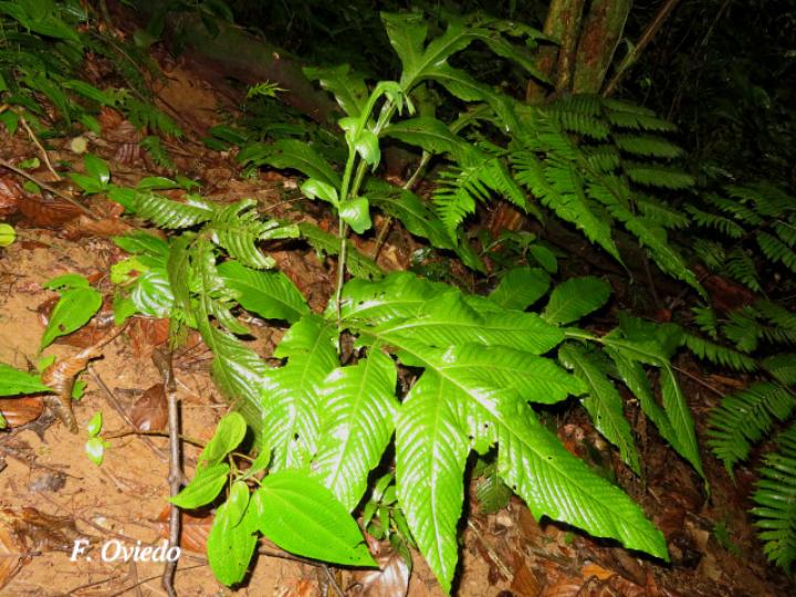 Tectaria nicotianifolia