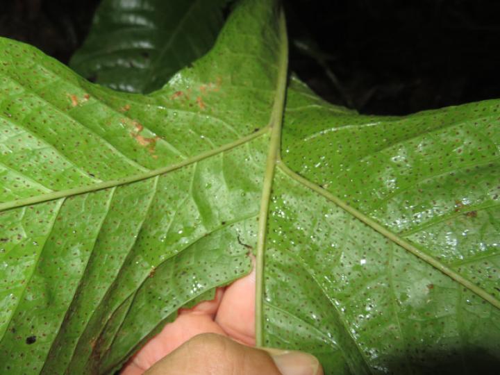 Tectaria nicotianifolia