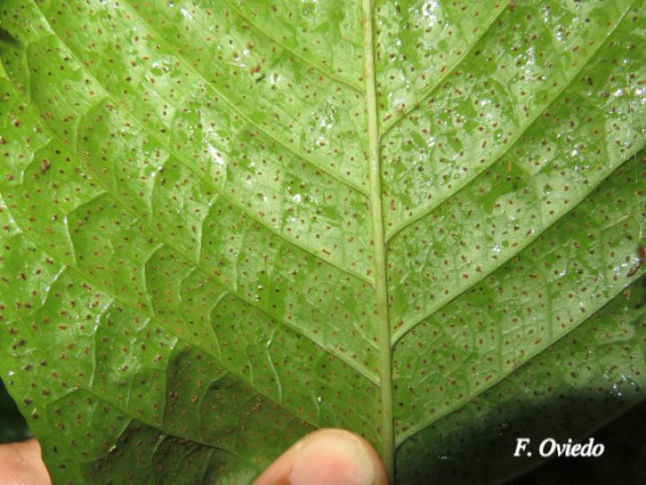 Tectaria nicotianifolia