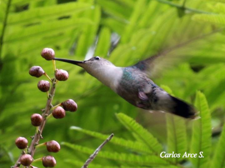Thalurania colombica (Ninfa verde-violeta)