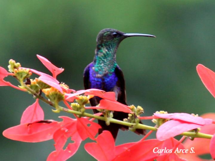 Thalurania colombica (Ninfa verde-violeta)
