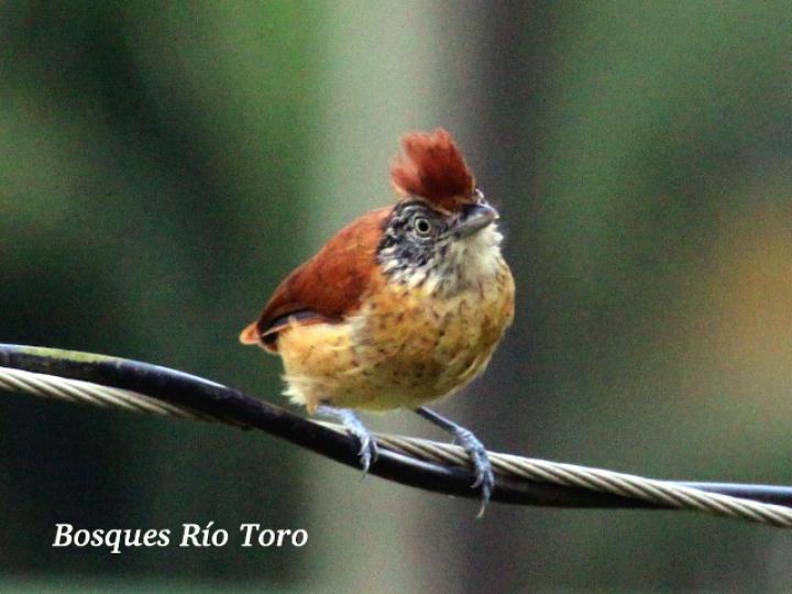 Thamnophilus doliatus (Batará barreteado)