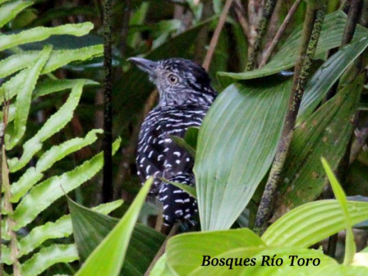 Thamnophilus doliatus (Batará barreteado)