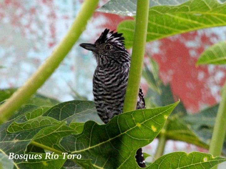 Thamnophilus doliatus (Batará barreteado)