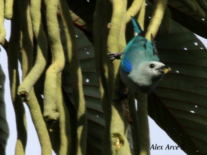 Thraupis episcopus (Tangara azuleja, viuda) en Cecropia obtusifolia