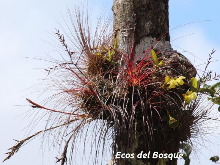 Tillandsia festucoides