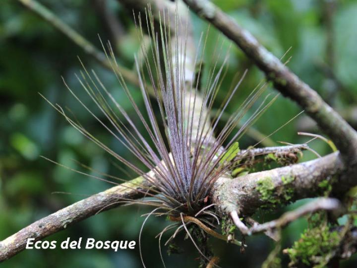 Tillandsia festucoides