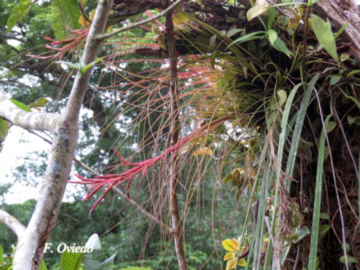 Tillandsia festucoides