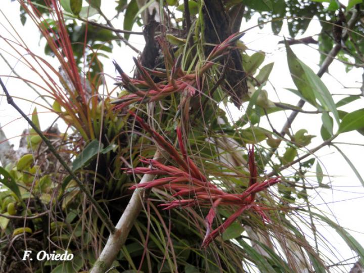 Tillandsia festucoides