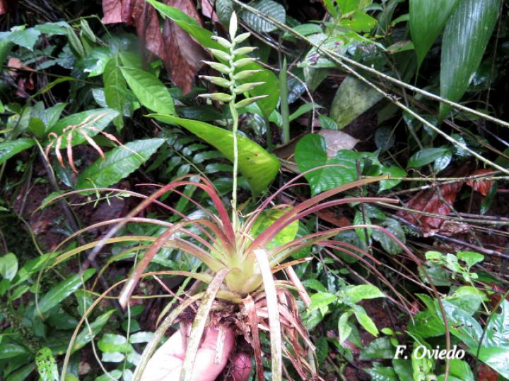 Tillandsia monadelpha