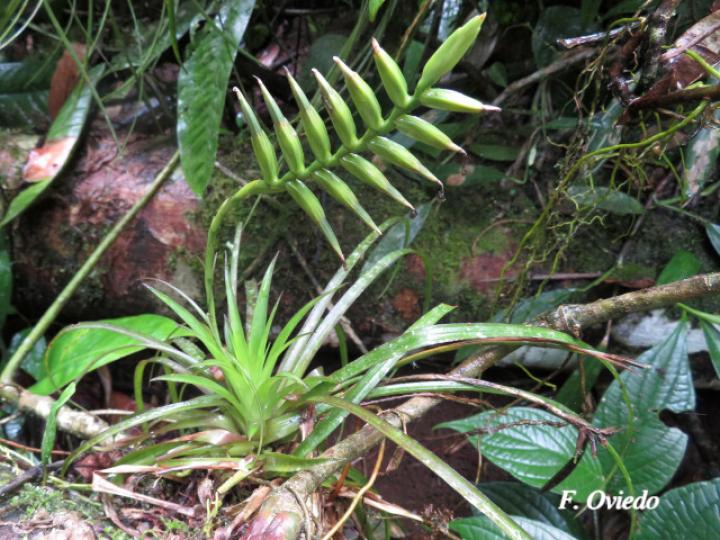 Tillandsia monadelpha