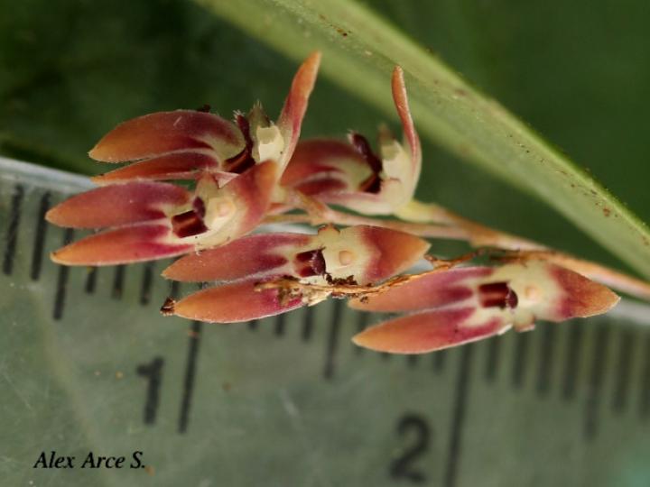 Trichosalpinx blaisdellii