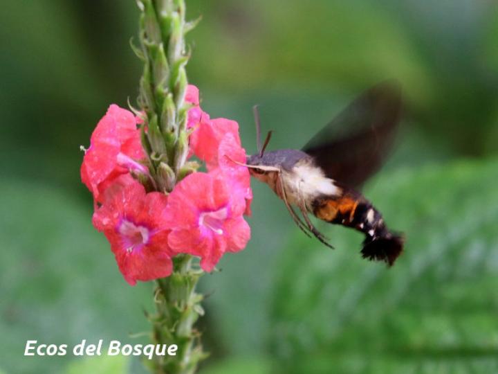 Aellopos ceculus (Mariposa colibrí)