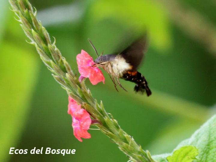 Aellopos ceculus (Mariposa colibrí)
