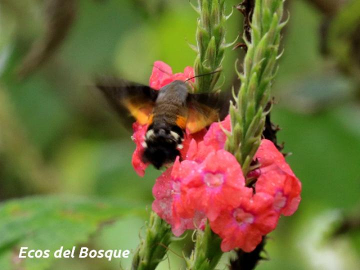 Aellopos ceculus (Mariposa colibrí)