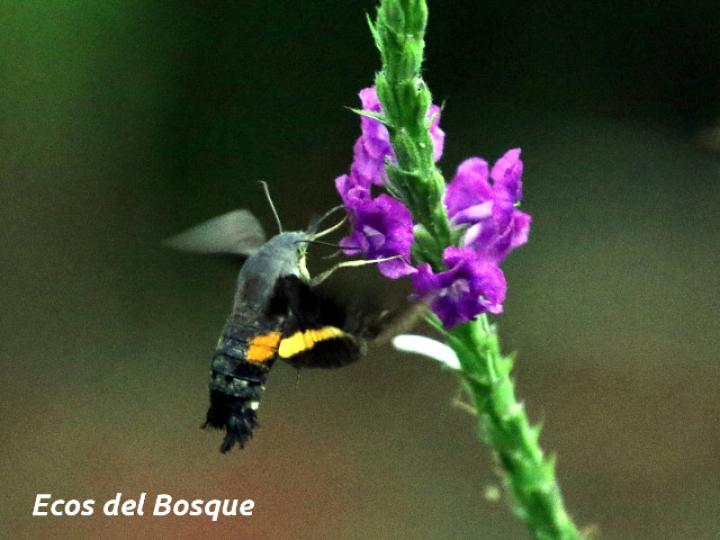 Aellopos ceculus (Mariposa colibrí)