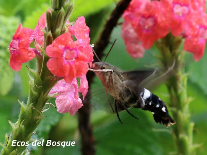 Aellopos titan (Mariposa colibrí)