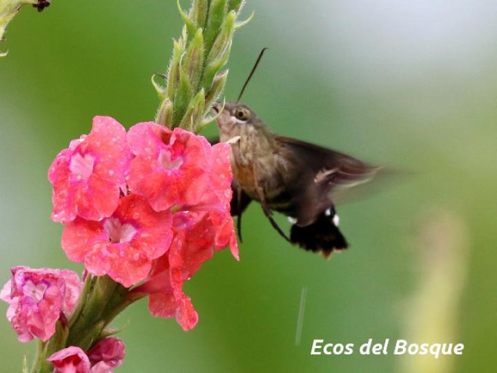 Aellopos titan (Mariposa colibrí)