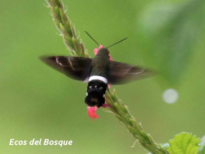 Aellopos titan (Mariposa colibrí)