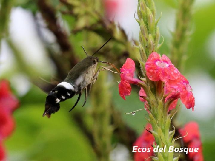 Aellopos titan (Mariposa colibrí)