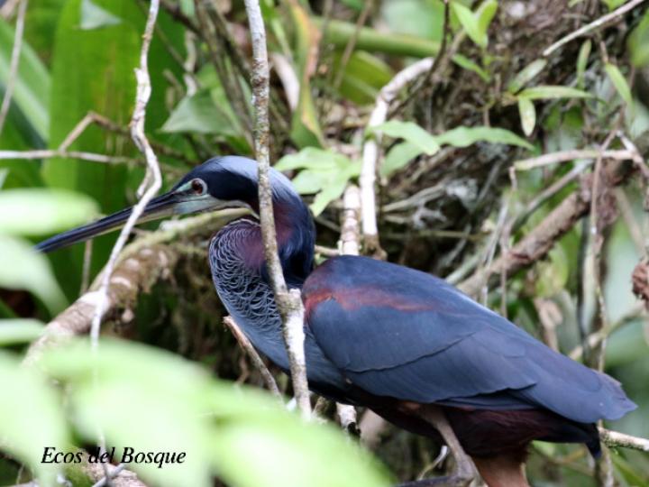 Agamia agami (Garza agami)