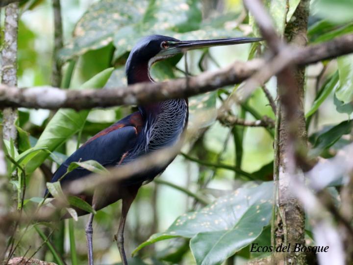 Agamia agami (Garza agami)
